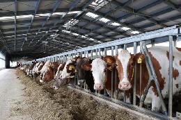 Рост производства молока в сельхозпредприятиях продолжается